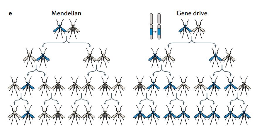 "Gene drives gaining speed" by Professor and TIGS Science Director Ethan Bier, published in Nature Reviews Genetics