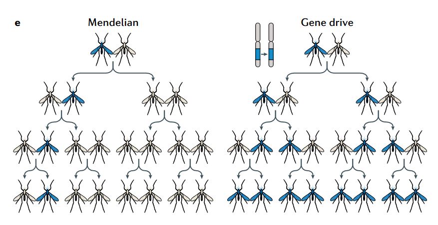 Mendelian Genetic Tree